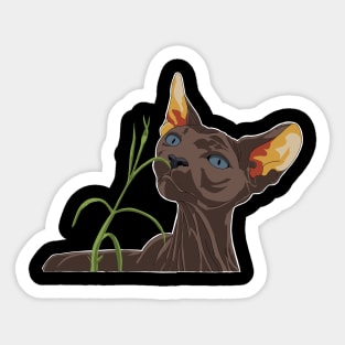 Sphynx cat sniffing around Sticker